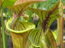 flava var. cuprea Typ veined flava var. cuprea Typ veined