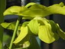 oreophilla oreophilla