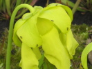 flava var. flava flava var. flava