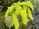 flava var. maxima flava var. maxima