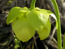 purpurea ssp. purpurea var. heterophylla