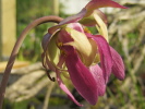 purpurea ssp. venosa var. burkii