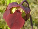rubra ssp. gulfensis rubra ssp. gulfensis
