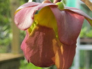 Sarracenia x Chelsonii "Giant" Sarracenia x Chelsonii "Giant"