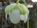 purpurea ssp. venosa f. luteola purpurea ssp. venosa f. luteola