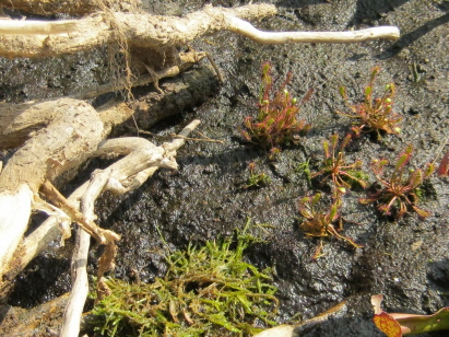 Drosera anglica