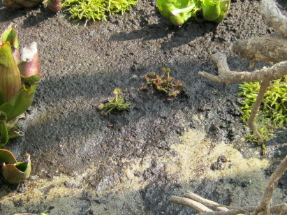 Drosera rotundifolia