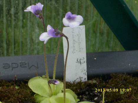 Pinguicula nevadensis